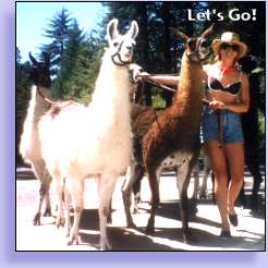 Let's Go! - LeeLin Llama Treks